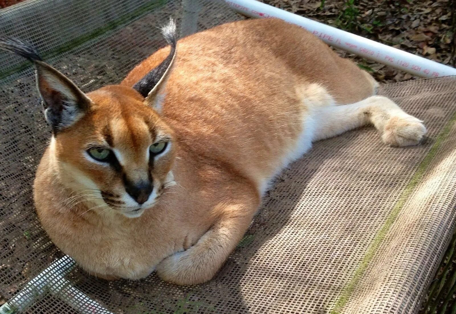 Шлеппа floppa. Каракал большой русский кот. Вислоухий каракал. Каракал гоша шлеппа. Чёрный каракал шлёпа.
