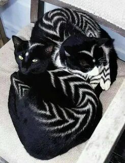 Оттенки кошек