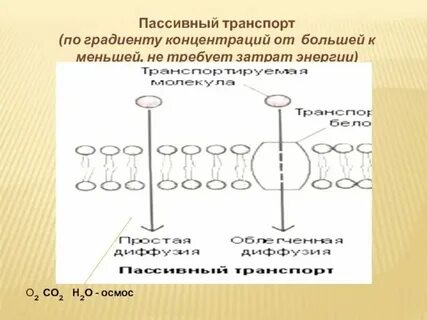 Почему осмос пассивный транспорт