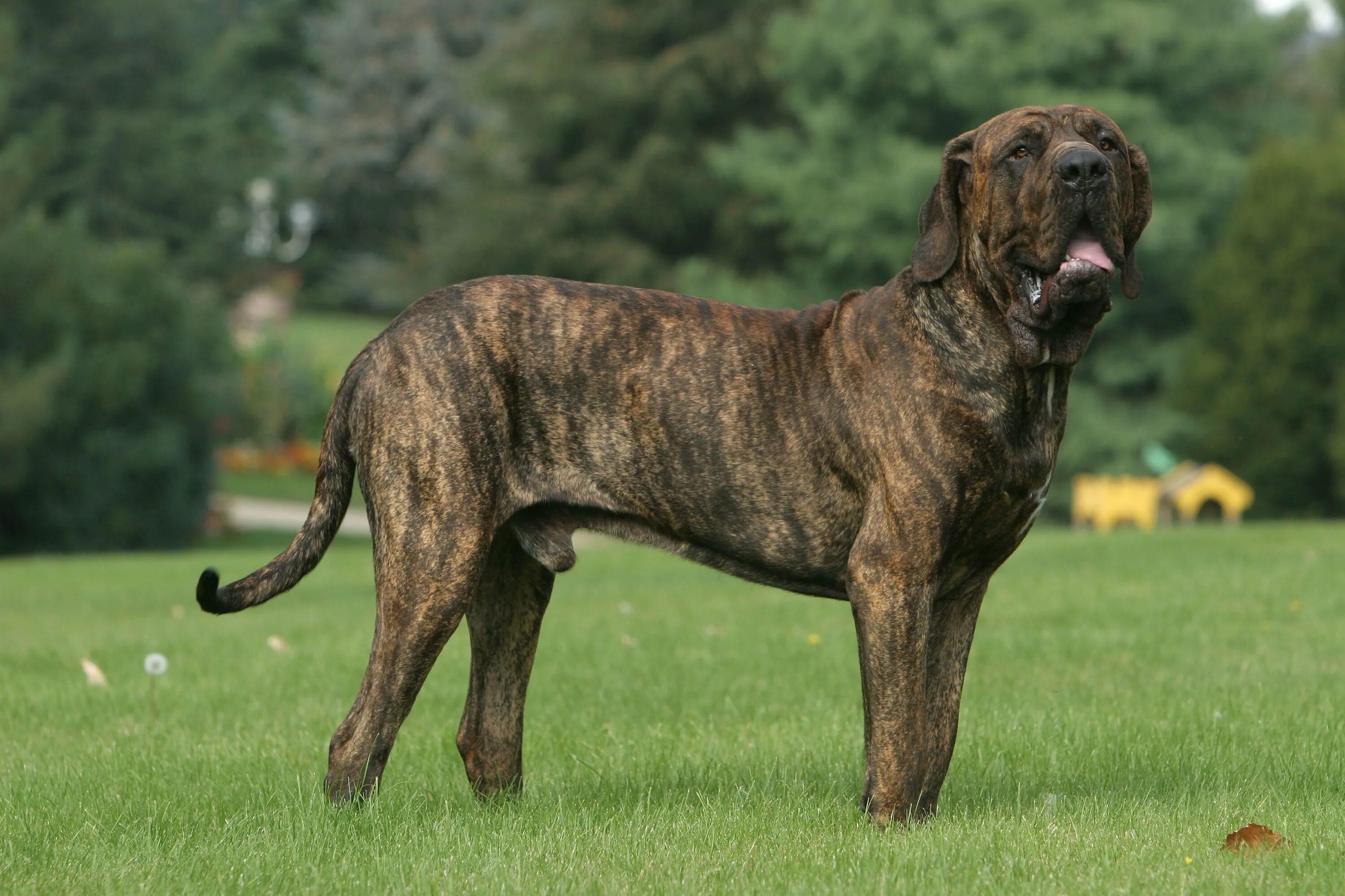 List of mastiff type breeds