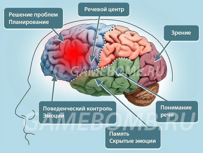 Какие части мозга еще не изучены. Отдел мозка отвечающие за поведение. Отдел мозга отвечающий за поведение. За что отвечают отделы мозга. Часть мозга отвечающая за память.