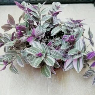Традесканция с розовыми листьями