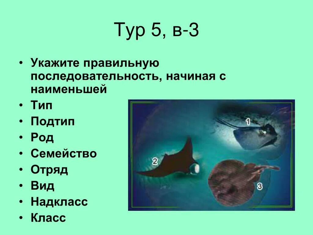 Род Тип отряд последовательность. Презентация на тему рыбы 1 класс. Класс отряд семейство род вид последовательность. Рыба Тип класс отряд семейство род вид. Тест по рыбам 8 класс