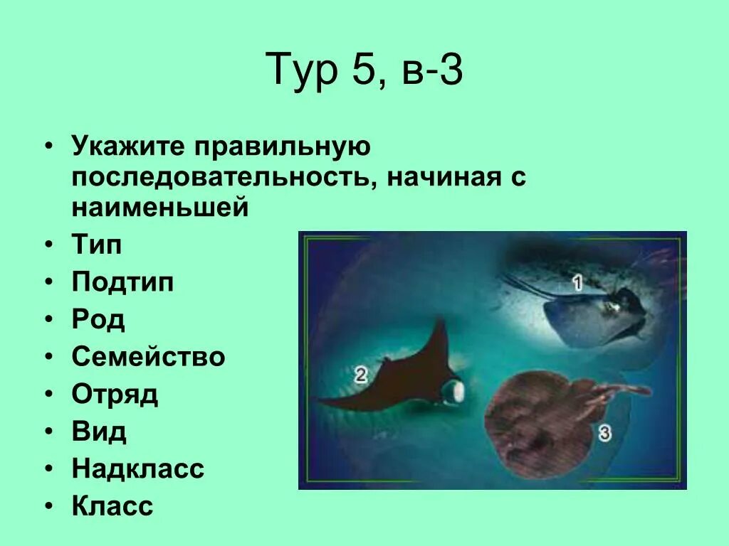 Род Тип отряд последовательность. Презентация на тему рыбы 1 класс. Класс отряд семейство род вид последовательность. Рыба Тип класс отряд семейство род вид. Биология проверочная работа по теме рыбы