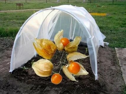 Физалис в теплице