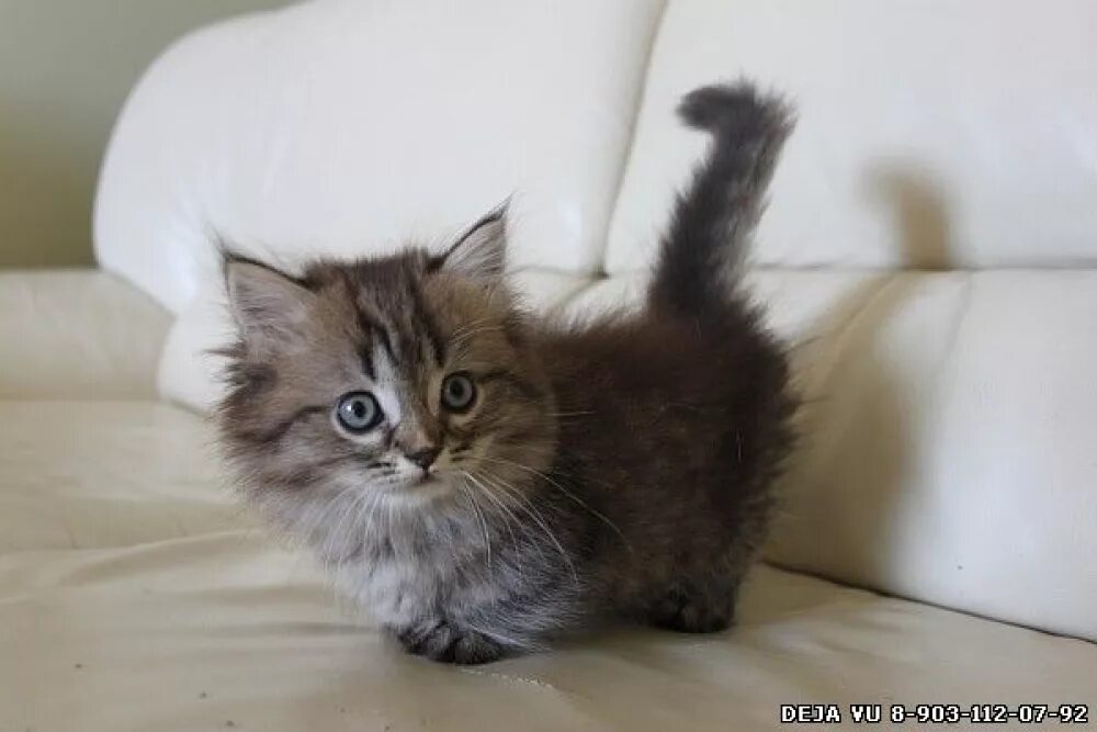 Кошки которые не растут. Манчкин серый котенок. карликовые кошки манчкин. манчкин длинношерстный. манчкин длинношерстный котенок.