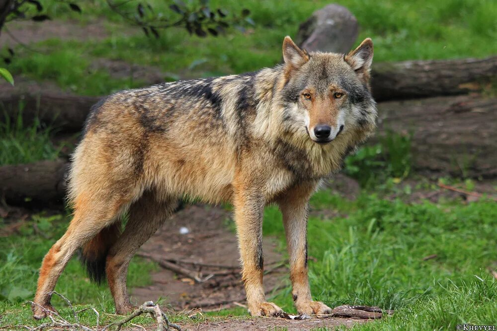 Волк евразии. Евразийский волк. Евроазиатский волк. Волк самец. Евразийский серый волк.