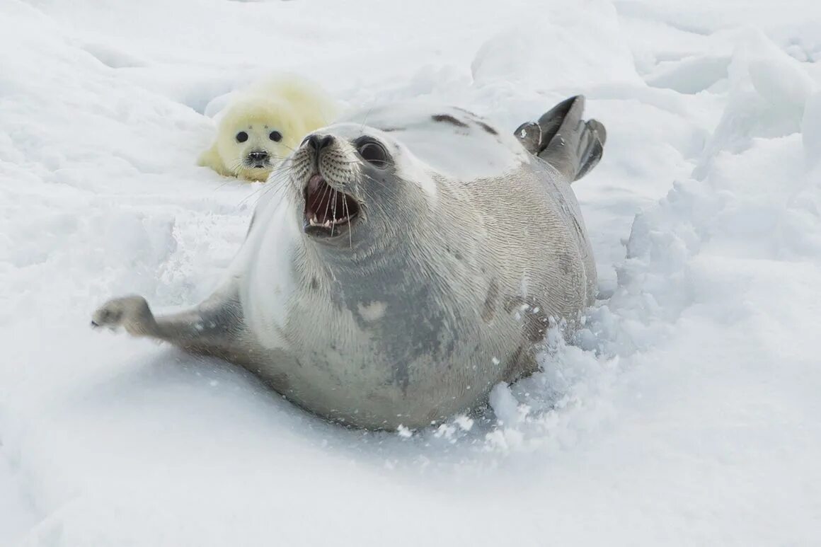 Ice animals. Кольчатая Нерпа Белек. Кольчатая Нерпа остров Врангеля. Арктическая кольчатая Нерпа. Белек. Кольчатая Белек Нерпа.