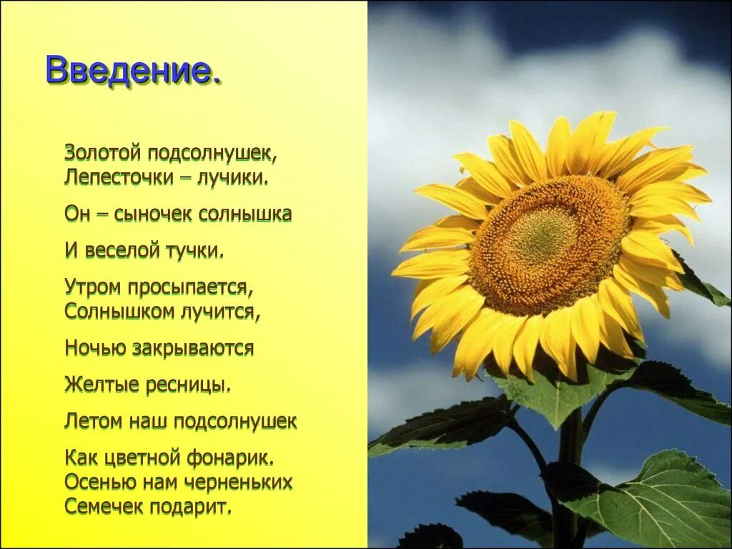 Рассказ цветок солнца. Описание подсолнуха. Рассказать о подсолнечнике. Презентация на тему подсолнух. Стихотворение про подсолнух.