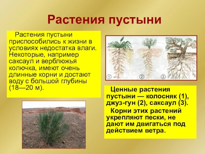 Условия для корня