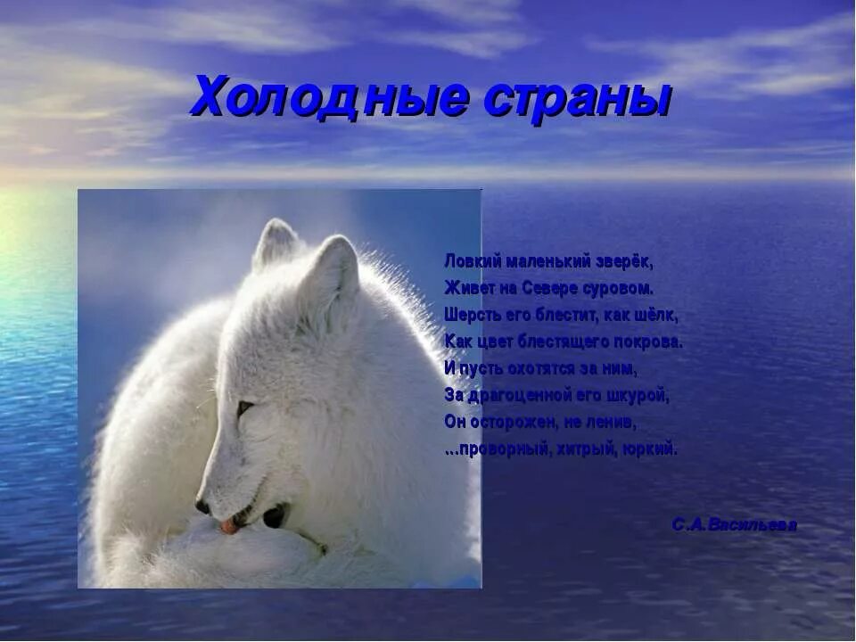 Белый медведь обитает. Животные которые живут в холодных районах. Животные из холодных районов. Животный мир холодных районов для 1 класса окружающий мир. Животные холодных районов.