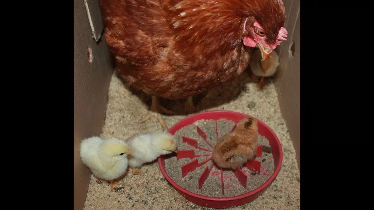 Почему цыплята клюют друг друга. Курица сидит на яйцах. Курица-наседка. Наседки для кур. Курица высиживает.