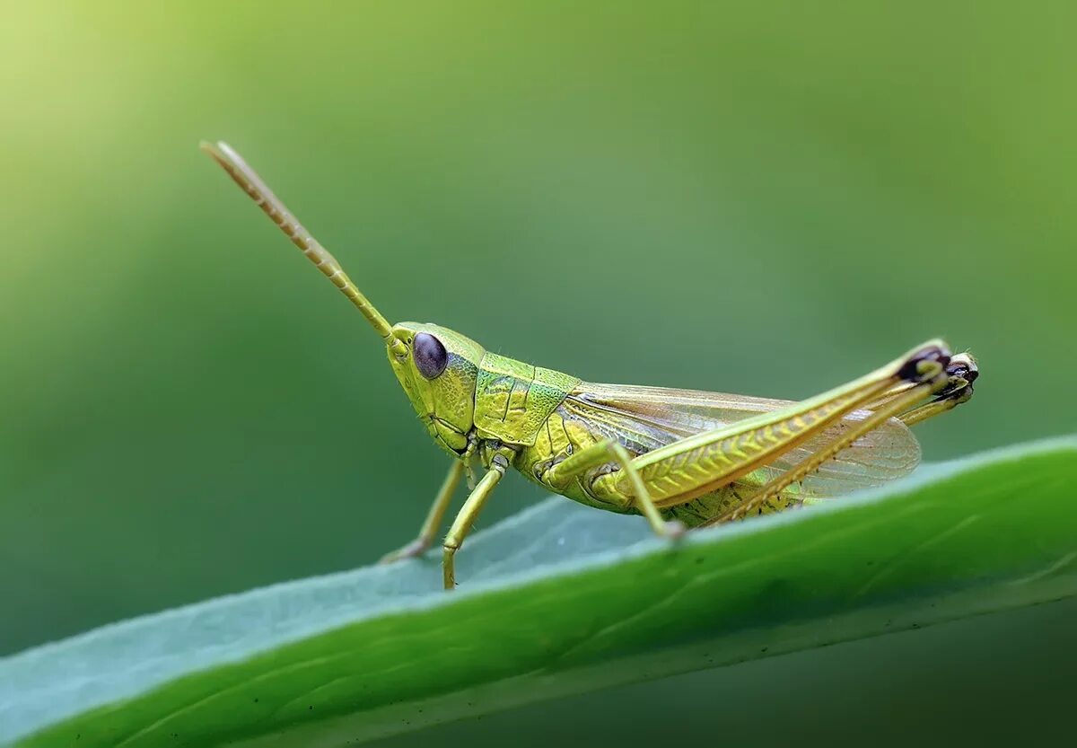 Для прямокрылых характерны. Прямокрылые Саранча. Прямокрылые Orthoptera. Прямокрылые Кузнечики. Прямокрылые представители Саранча.