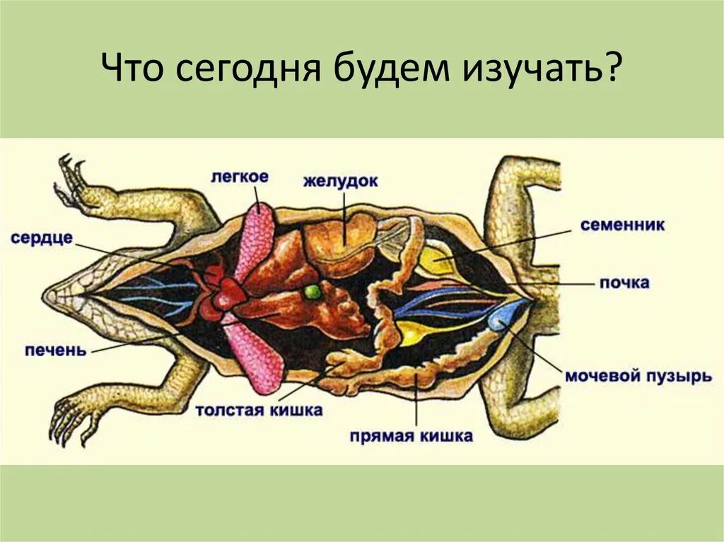 Выделительная система пресмыкающихся. Строение пищеварительной системы ящерицы рептилии. Внутреннее строение пресмыкающихся пищеварительная система. Выделительная система ящерицы.