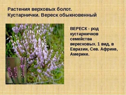 Вереск обыкновенный описание