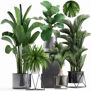 Huge plants