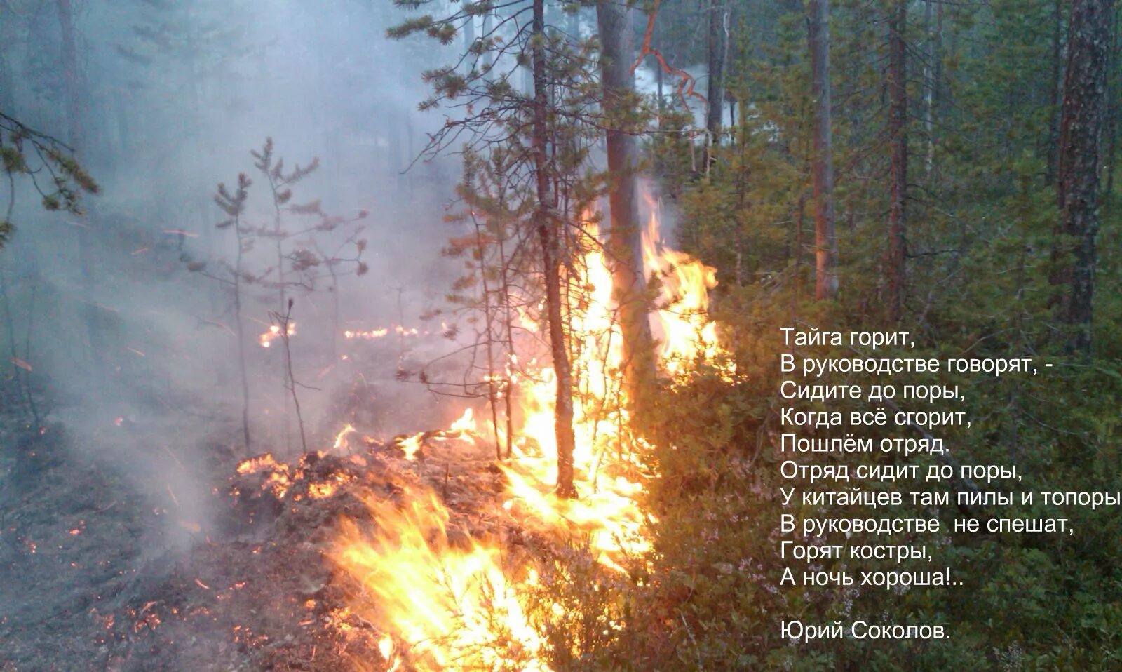 экстремальная ситуация в лесу. человек под деревом в грозу. природа в опасности. опасные люди в лесу. страшный лес.