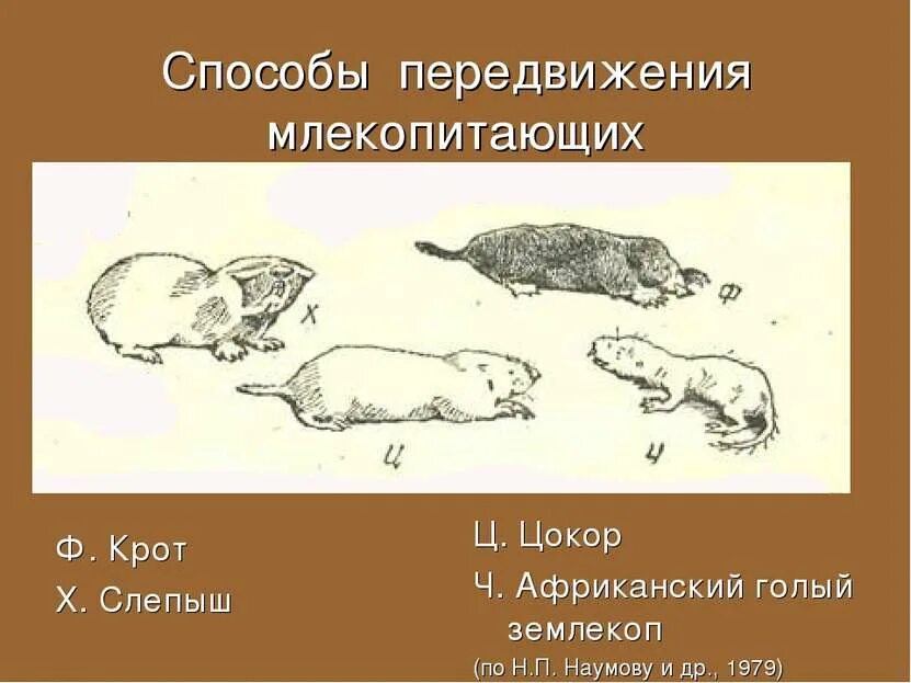 Способ движения млекопитающих. Способ передвижения крота. способы передвижения млекопитающих. какой способ движения у крота. цокор слепыш и крот.