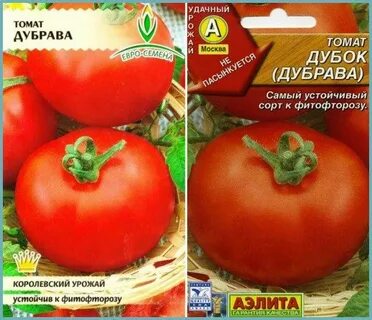 Дубок томат описание сорта характеристика