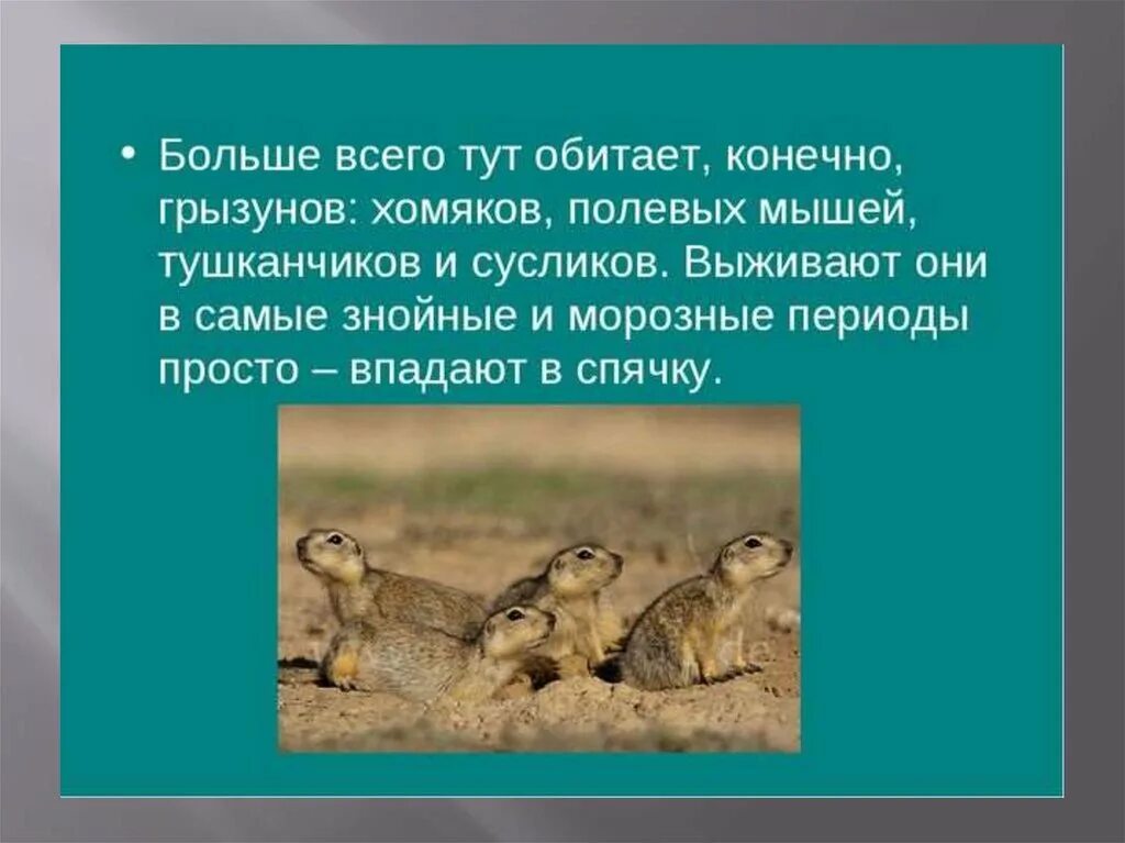 Тушканчик презентация. Хомяк природная зона. В какой природной зоне обитает хомяк. Где живёт хомяк в какой природной зоне. Хомяк какая природная зона