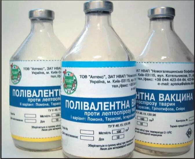 Вакцина поливалентная вгнки против лептоспироза животных. Вакцина против лептоспироза крс. Вакцина вгнки против лептоспироза. Вакцина вгнки против лептоспироза. Вакцина против лептоспироза армавирская.