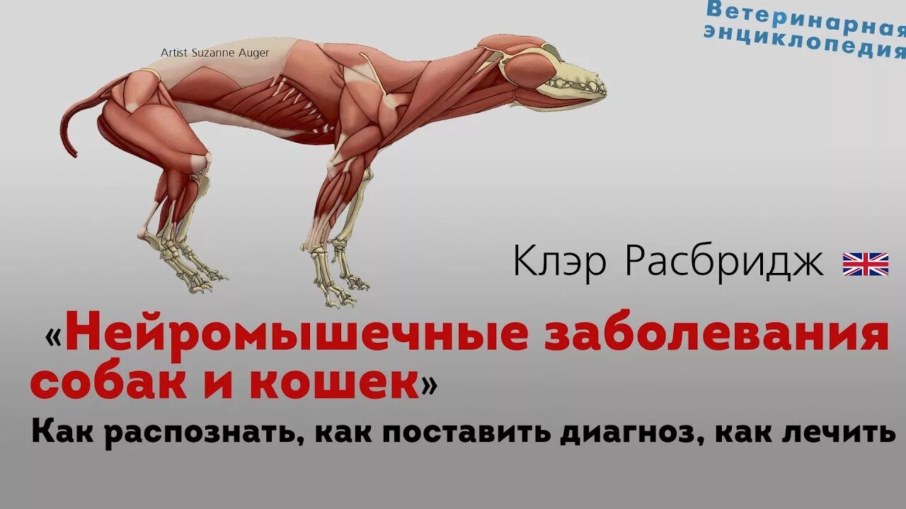 Неврологические заболевания собак. Бешеная собака паралич. Зависимость заболеваемости собак от стресса. Электрокардиография животных. Дерматология ветеринария.