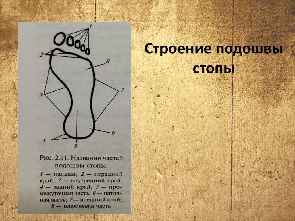 Что означает слово подметка. Подошвенная часть стопы анатомия. Название частей стопы. Части стопы человека названия. Наружный край стопы.