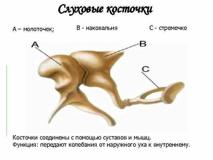 Функции среднего уха стремечко. Слуховые косточки среднего уха строение и функции. Строение молоточка наковальни и стремечка. Функции слуховых косточек молоточка наковальни и стремечка.