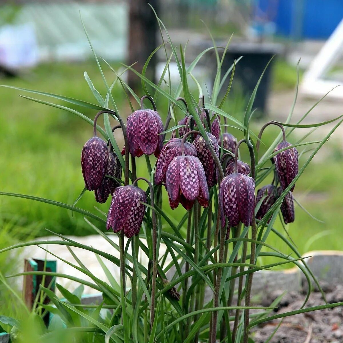 Фритиллярия фото. Рябчик шахматный Fritillaria meleagris. Рябчик фритиллярия. Рябчик (фритиллярия) мелеагрис. Фритиллярия Рубра.