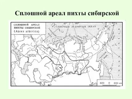 Распространение ели