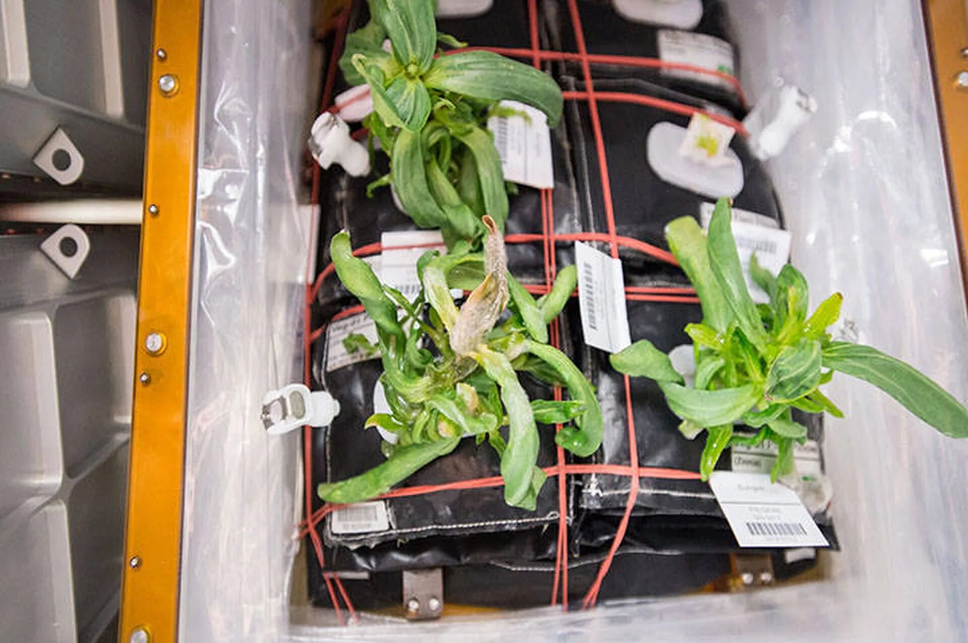 Какое растение первое зацвело в космосе. Оранжерея Veggie МКС. Циния на МКС. Растения на МКС. Растения выращенные в космосе.
