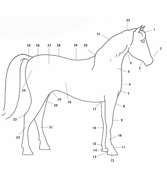 Лошади разбор. Строение лошади. Части тела лошади. Части туловища лошади. Строение лошади для детей.