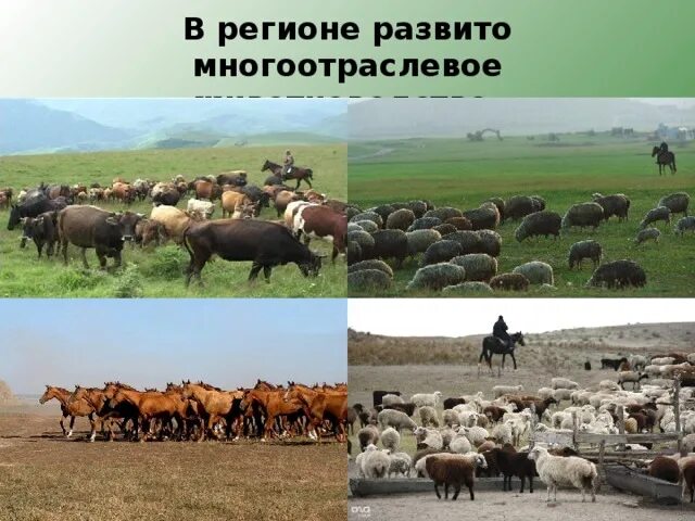 Сельское европейского юга. Сельское хозяйство европейского юга. животноводство европейского юга. животноводство европейского юга россии. животноводство на кавказе.