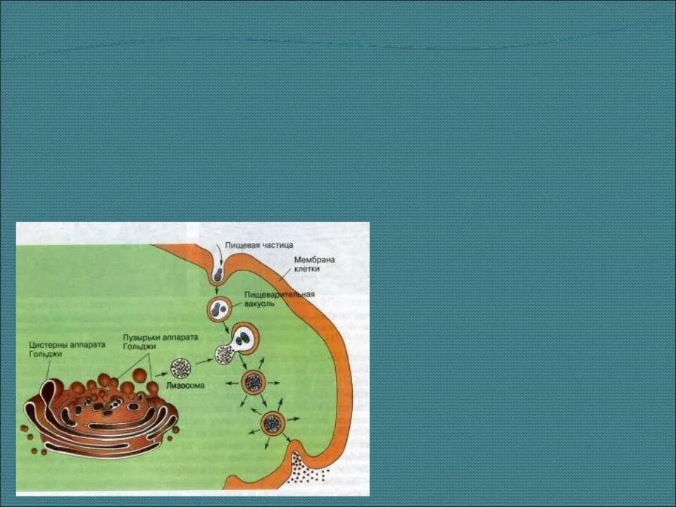 Фагоцитозный пузырек. Образование лизосом при фагоцитозе. Пиноцитоз в лизосомах. Первичные лизосомы образуются в комплексе Гольджи. Лизосомы при фагоцитозе.