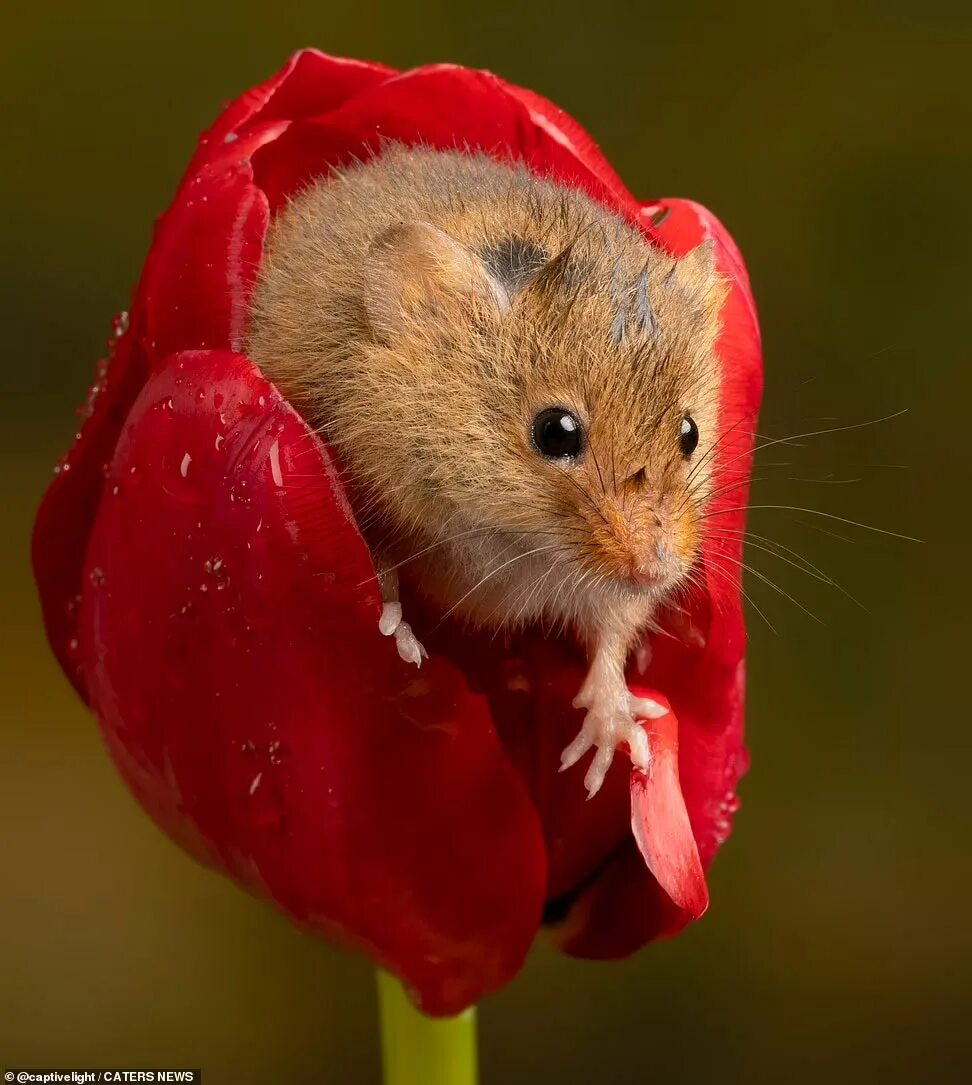 Милая мышь. Маленькая мышь. Красивая мышка. Милые мышки. Красивый мышонок.
