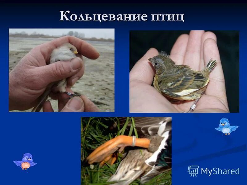Метод кольцевания в биологии. Птица с кольцом на лапе. Метод кольцевания птиц. Орнитологи кольцевание птиц. Методика исследования птиц.