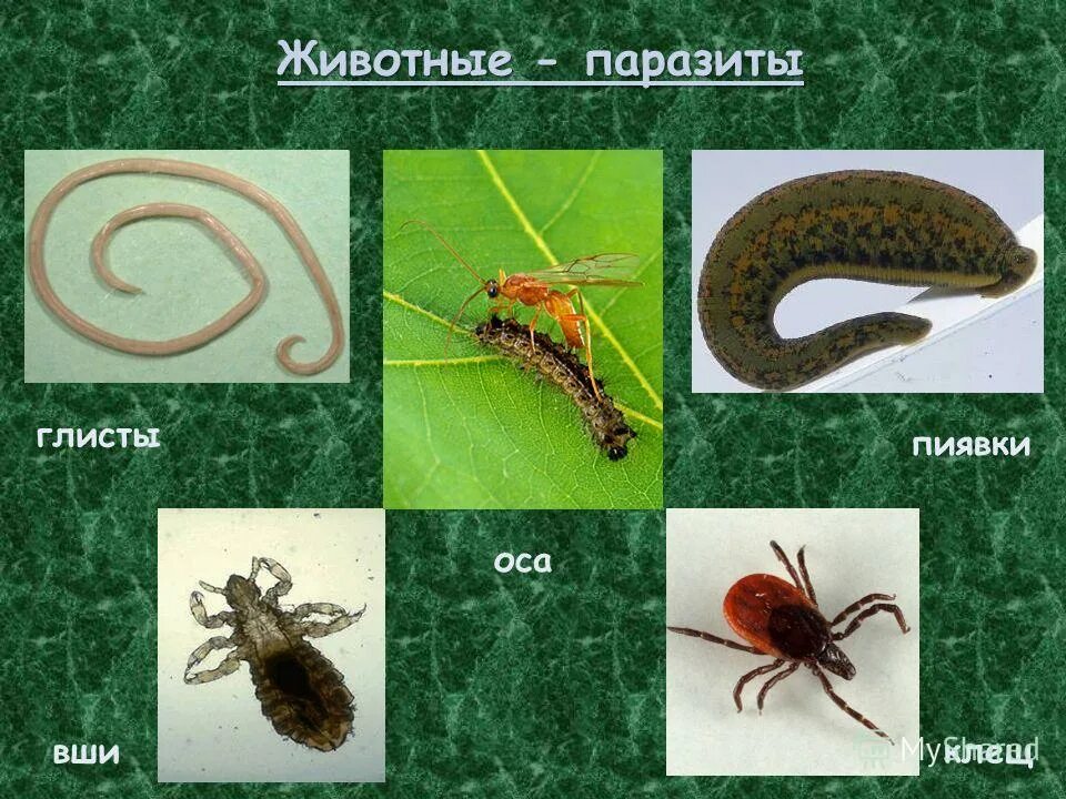 Кто относится к паразитам