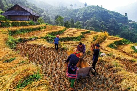 Какие сельскохозяйственные культуры выращивали китайские земледельцы