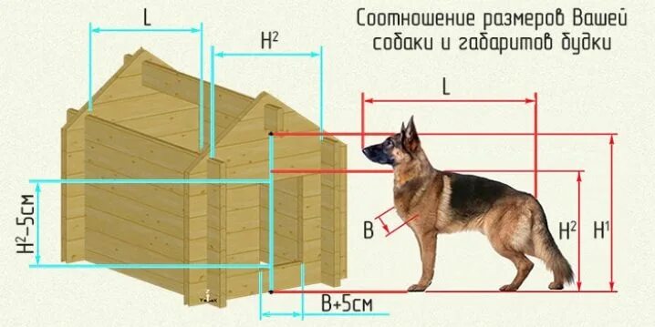 Чертеж немецкой овчарки