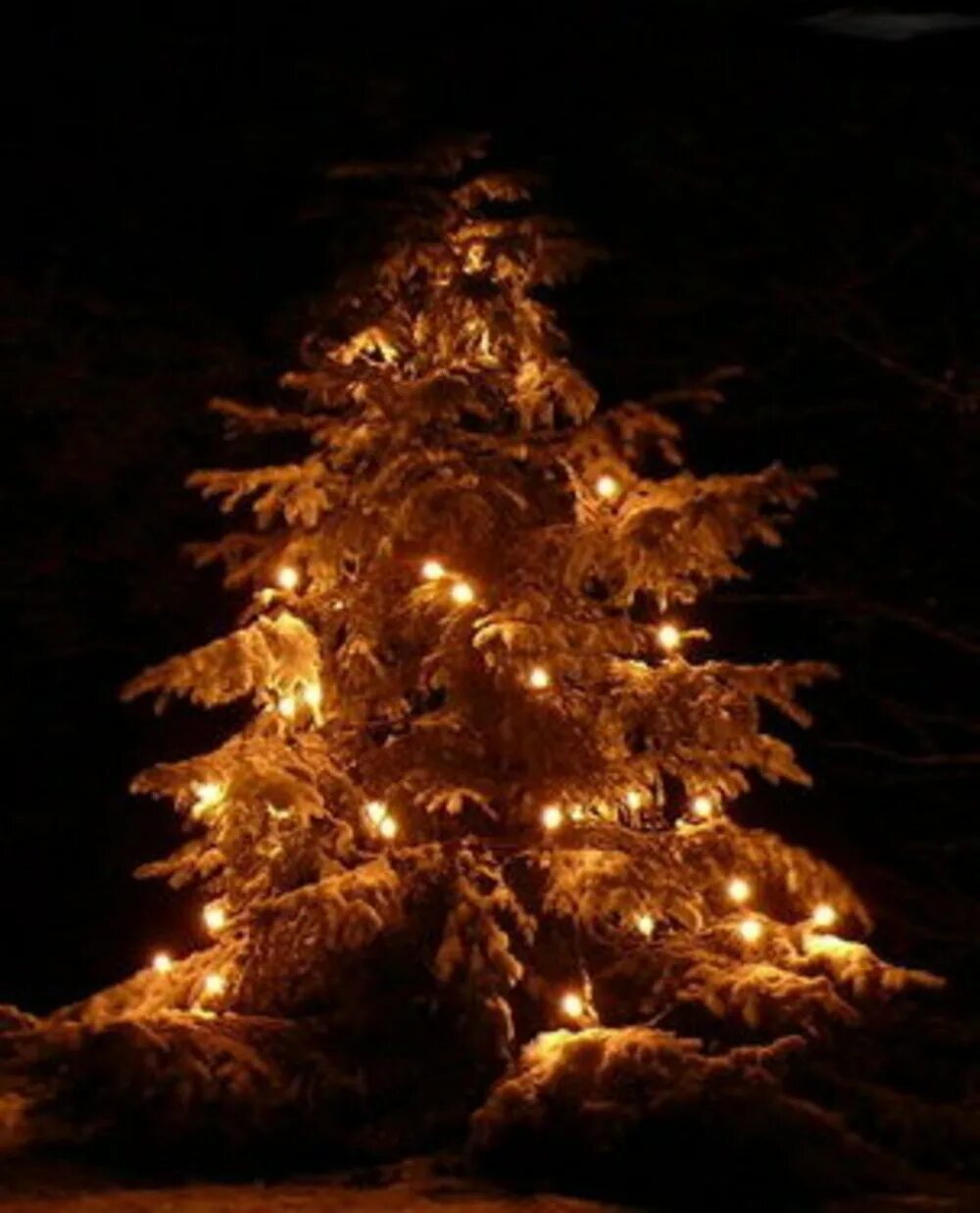 новогодняя ель. новогодняя ель. наряженная елка в лесу. новогодняя елка ночью. елки ночи.