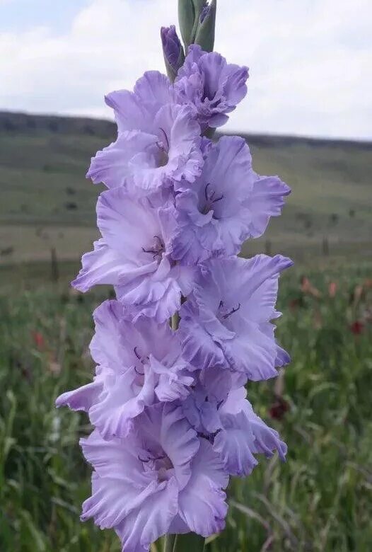 гладиолус голубой топаз. гладиолус блю маунтин. гладиолус топаз. гладиолус врата рая. гладиолус голубой топаз.