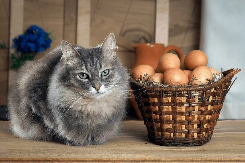 Серый кот в корзинке. Кошка ест сырое яйцо. Кошка с яйцами куриными.
