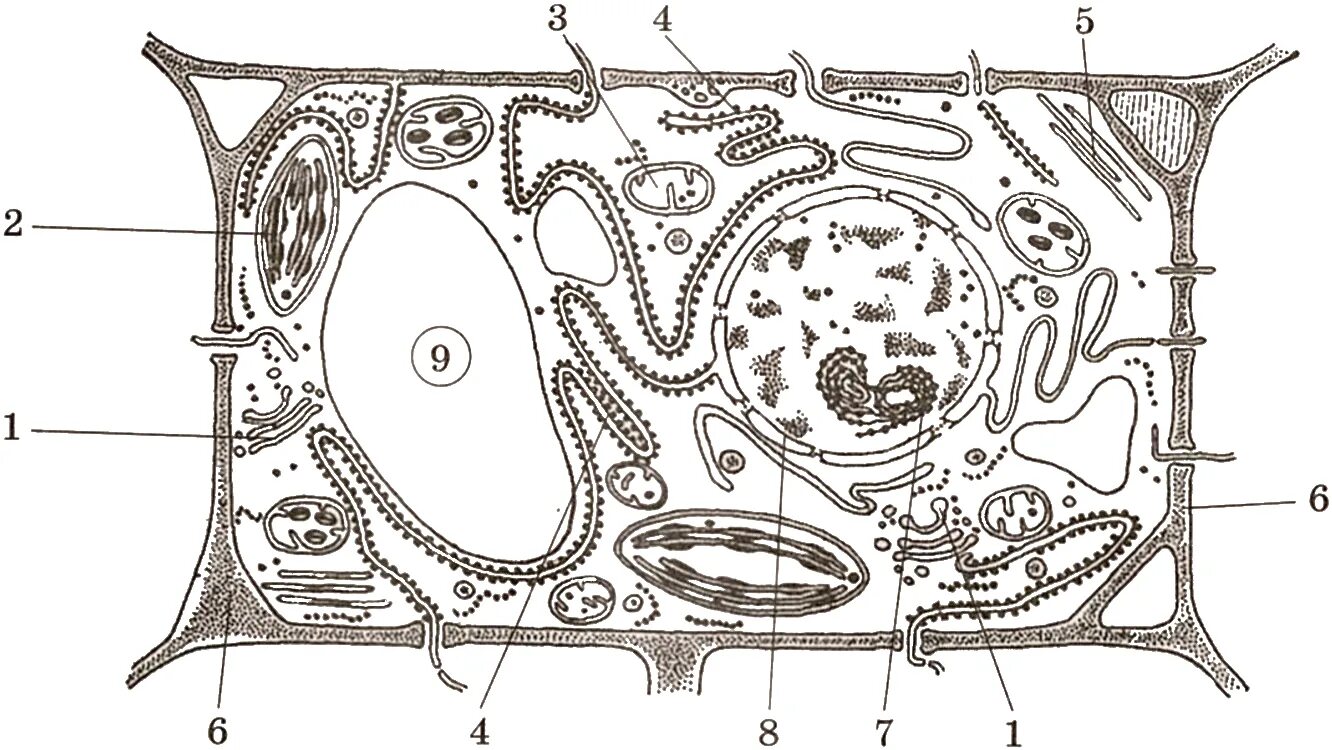 Тест клетка егэ. Строение клетки гиалоплазма. Органоид клетки накапливающий продукты обмена веществ клетки. Клетка растения. Растительная клетка.
