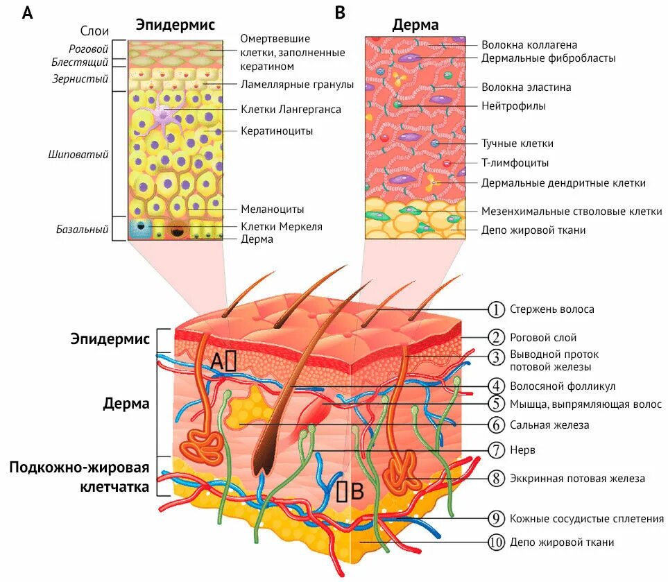 Какие структуры в дерме человека. Строение кожи эпидермис дерма гиподерма. Эпидермис структура слоев кожи. Эпидермис дерма базальная мембрана. Слой кожи гиподерма строение.