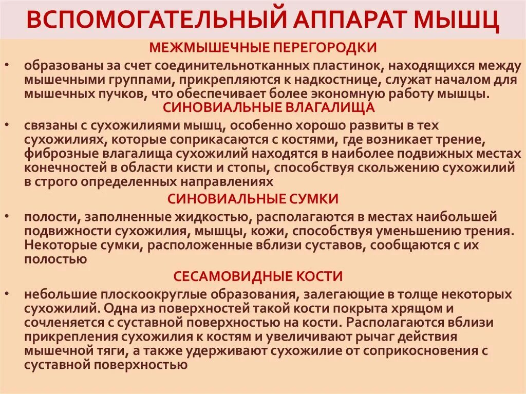 К вспомогательным функциям относятся. Вспомогательный аппарат скелетных мышц. К вспомогательному аппарату мышц относятся. Вспомогательный аппарат мышц таблица. Строение вспомогательного аппарата мышцы.