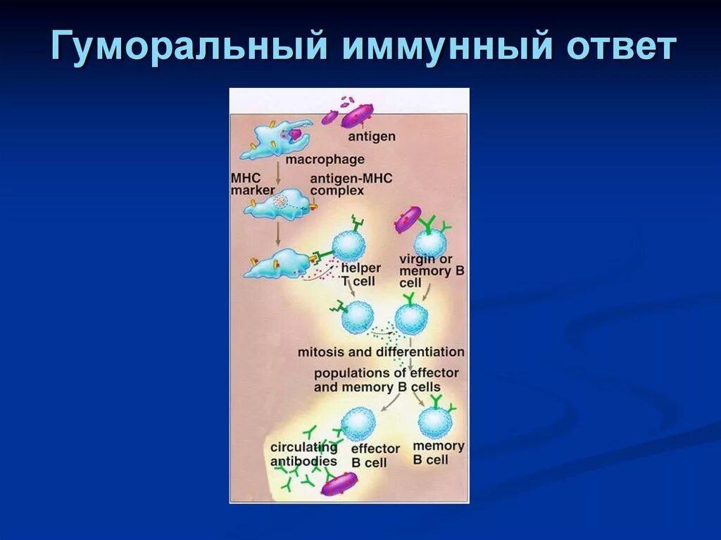 Развитие иммунного ответа