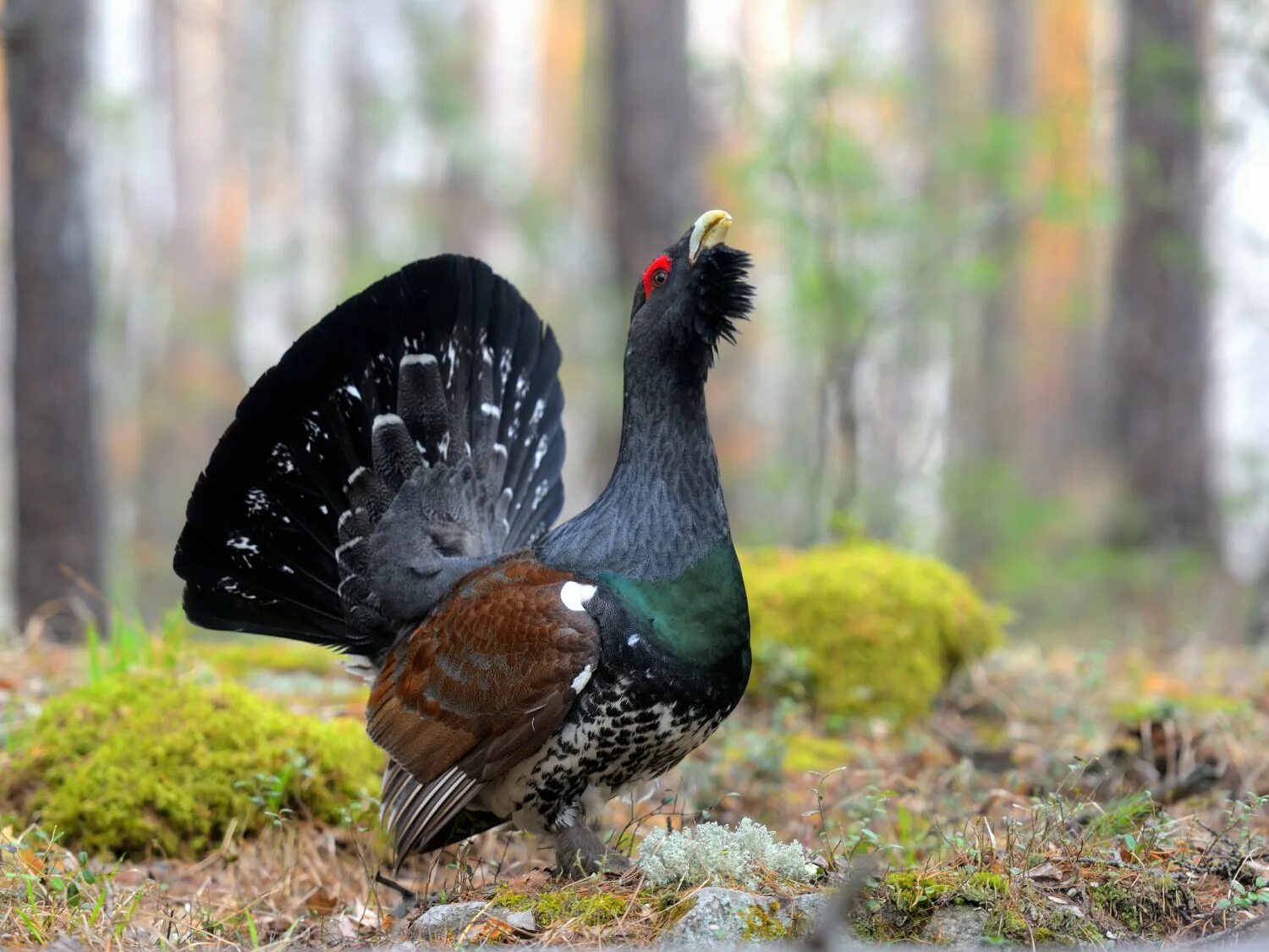 Глухарь сибирский. Глухарь (tetrao urogallus). Глухарь вики. Глухарь сибирский. Каменный глухарь (tetrao parvirostris).