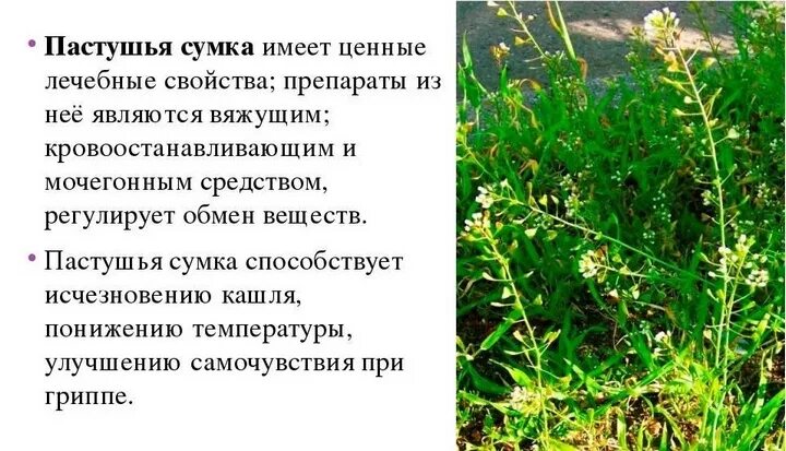 Лекарственные травы Орешка Лекарственные_Пастушья сумка - купить по выгодным цен