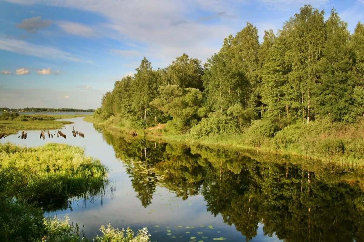 Мещерский заповедник в Рязанской области. Мещёра национальный парк. Национальный парк Мещера озера. Мещерский лес Рязань. Мещера фото