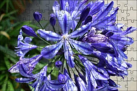 Chicory a colorful
